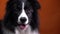 A border collie dog is looking and panting on orange background