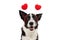 Border collie dog love celebrating valentine`s day with a red heart shape diadem. Isolated on white background. Happy expression