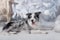 Border collie dog lying down on white Christmas