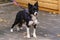 Border Collie dog. An old English breed of smart and moving shepherd dogs of medium size