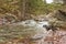 Border Collie dog paddles in river by bridge