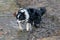 Border Collie Dog playing in a muddy pond