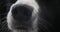 Border Collie Dog, Portrait of male, Close up of the Nose, Real Time