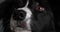 Border Collie Dog, Portrait of male, Close up of the Nose, Slow motion