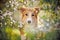 Border collie dog portrait in spring