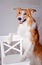 Border collie dog portrait in studio