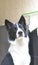 Border Collie dog, posing for camera on alert, intentionally blurred background, selective focus, Brazil, South America