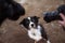 Border collie dog posing in front of two cameras