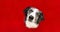 Border collie dog in red paper side hole isolated. Celebrating valentine`s day or christmas