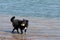 Border Collie dog running at the beach