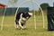 Border collie Dog is running in hoopers.