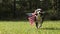 Border collie dog running outside in slow motion holding the US American flag