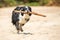 Border Collie dog runs with a stick