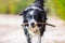 Border Collie dog runs with a stick