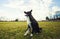 Border collie dog seated outdoors on the green grass in the park looking attentive waiting his master command. Obedient pet listen