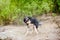 Border Collie dog shakes