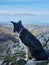 Border Collie dog sitting atop a rocky hillside, gazing off into the horizon