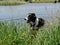 A Border Collie dog standing in long reeds at the edge of a blue lake.