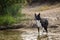 Border collie dog is standing in the water.