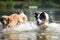 Border collie dog is standing in the water.