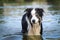 Border collie dog is standing in the water.