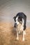 Border collie dog is standing in the water.