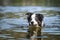 Border collie dog is standing in the water.