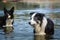 Border collie dog is standing in the water.