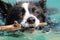 Border Collie dog Swimming Holding a Stick