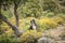 Border Collie dog in the Tartagine valley in northern Corsica