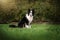 border collie dog on a walk on a green lawn wonderful portraits