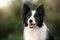 border collie dog on a walk on a green lawn wonderful portraits