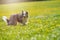 Border Collie dog walking in a dandelion meadow