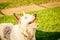 Border collie dog wating for food in the sun light