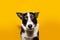 Border collie dog wondering something. Isolated on yellow background