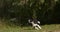 Border Collie Dog, Young Male Running on Grass, Normandy,