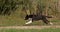 Border Collie Dog, Young Male Running on Grass, Normandy,