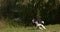 Border Collie Dog, Young Male Running on Grass, Normandy,