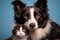 Border collie dogs portrait with a hiding cat