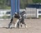 Border Collie doing slalom on a dog agility course