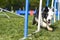 Border Collie doing the sport of Agility