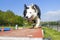 Border Collie doing the sport of Agility