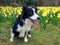 Border Collie with Easter Daffodils