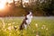 Border collie enjoying a field with purple flowers