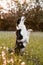 Border collie enjoying a field with purple flowers