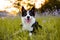 Border collie enjoying a field with purple flowers