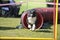 Border Collie exiting the tunnel