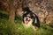 Border collie is in flowering orchard in the city center of Prague
