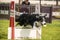 Border collie on flyball schampionship Prague