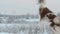 Border collie in frozen field showing obedience